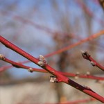 Vinogradniki in sadjarji, čas je za predpomladansko škropljenje sadnega drevja