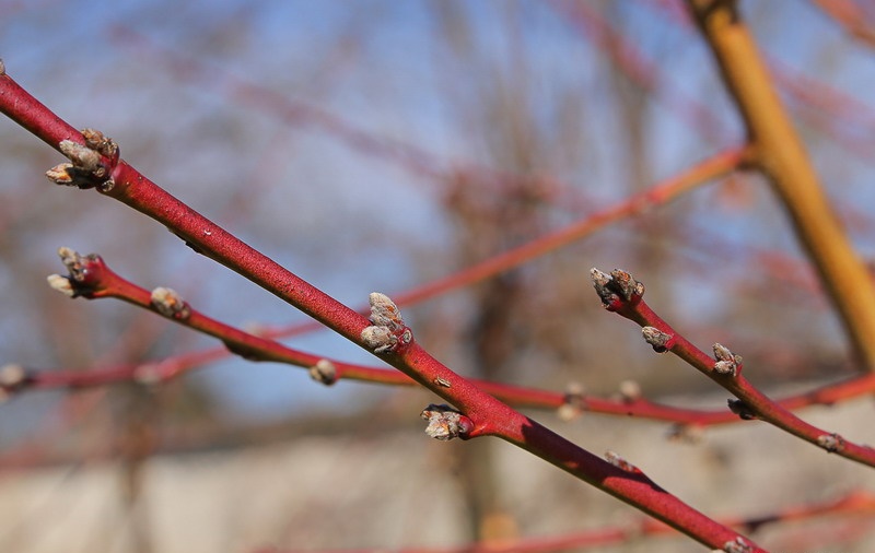 Vinogradniki in sadjarji, čas je za predpomladansko škropljenje sadnega drevja