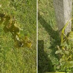 FOTO: Včerajšnja pozeba že povzročila veliko škodo