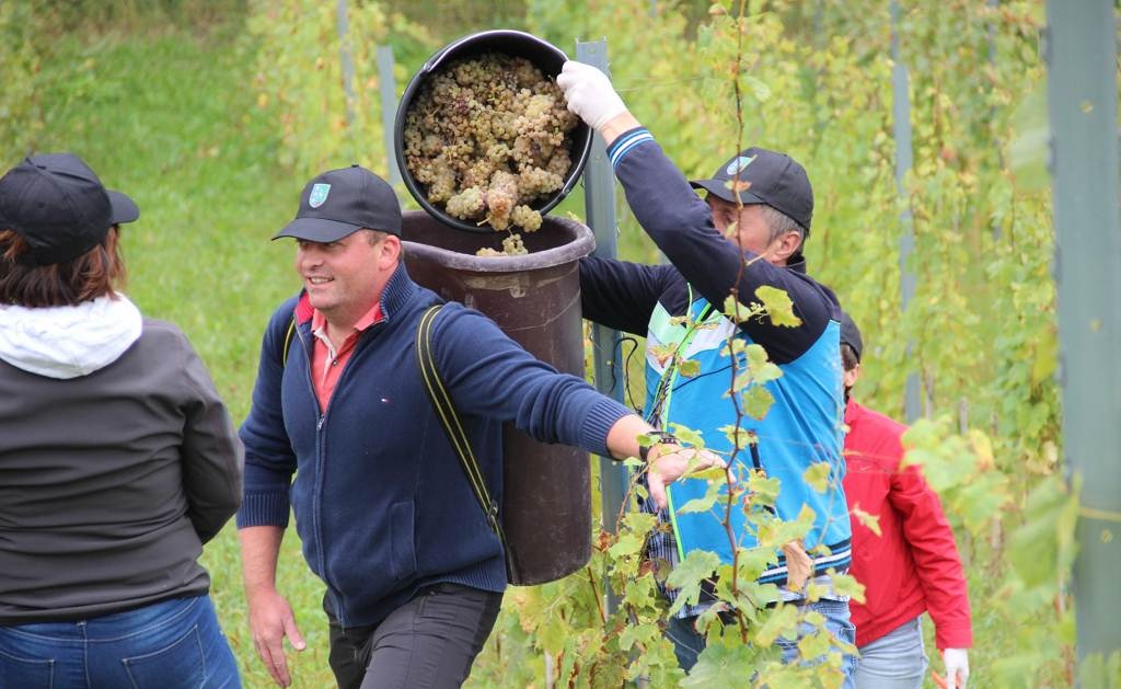 FOTO: Prvič opravili trgatev pri kleti Miška Kranjca FOTO: Prvič opravili trgatev pri kleti Miška Kranjca