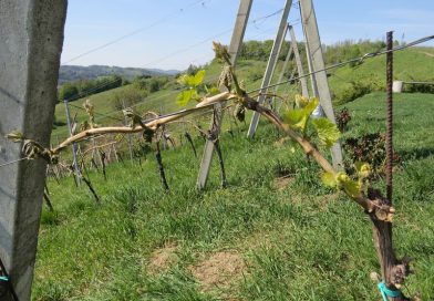 Vinogradniki, po nevarnosti peronospore, z otoplitvijo grozi oidij, bliža pa se tudi čas škržatka in neviht s točo