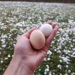 FOTO, VIDEO: Goričko: Toča uničevala strehe, pridelke in celo otroška igrala