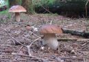 Gobarji pozor! Inšpektorji bodo vršili nadzor nad nabiranjem gob