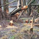 VIDEO, FOTO: Bober ob reki Muri: Izjemen drvar ali nadloga?