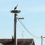 FOTO: Predstavitev pesniške zbirke Janje Magdič, Iskrenje srca Pomlad je zagotovo tukaj: V pokrajino ob Muri se vračajo prve štorklje