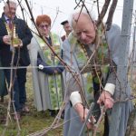 FOTO: Sveti Vincencij je rezal trte v Lendavskih goricah!