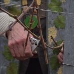 Vlada Murski Soboti prižgala zeleno luč za načrtovanje prostorskih ureditev lokalnega pomena Vinogradniki se pri prvem rezu vinske trte ozirajo tudi po vremenu in podnebju
