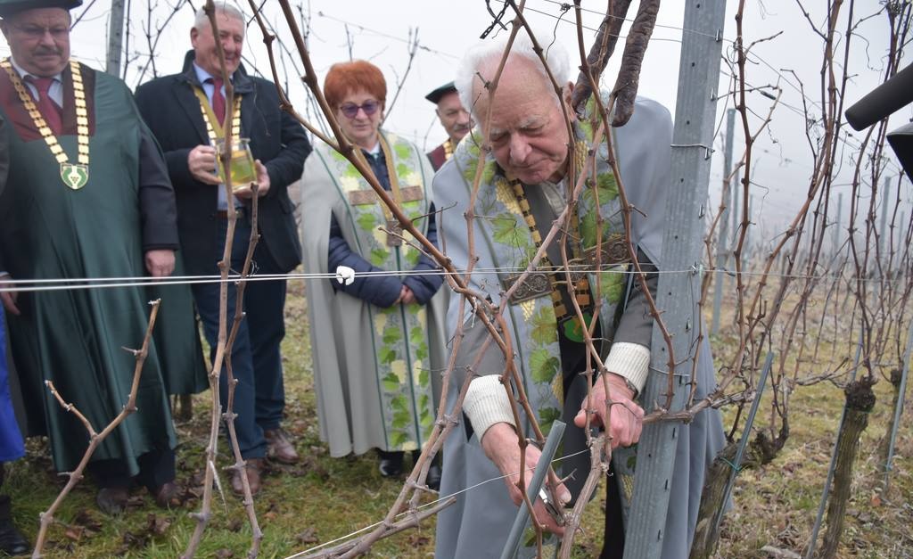 FOTO: Sveti Vincencij je rezal trte v Lendavskih goricah!
