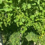 Preteklih 24 Večina vinogradnikov ima vse več težav