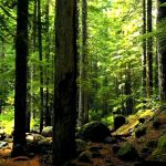 Radenska na trajnostni misiji: Akcija obnove gozdov “Bolj zelena Slovenija”