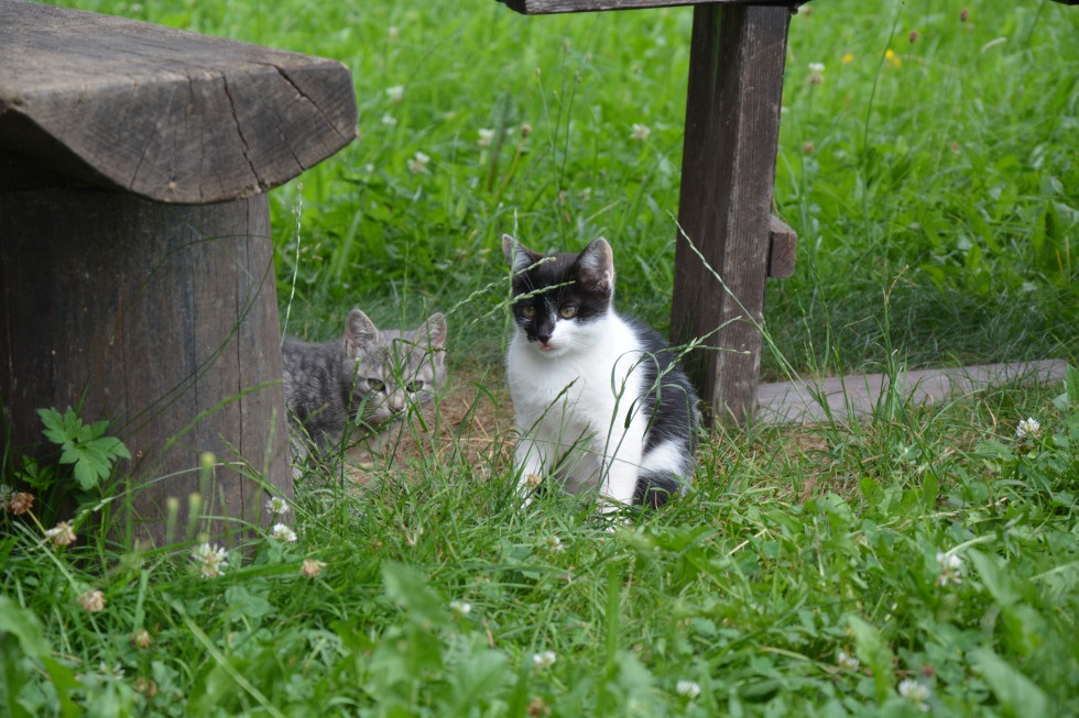 Občina Dobrovnik tudi letos subvencionira kastracijo in sterilizacijo psov in mačk svojih občanov Občina Dobrovnik tudi letos subvencionira kastracijo in sterilizacijo psov in mačk svojih občanov
