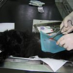 Preteklih 24 Društvo za zaščito živali Pomurja: Sterilizirali in kastrirali rekordnih 1.809 hišnih ljubljenčkov