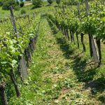Vinogradniki, minule padavine so omogočile začetek novih primarnih okužb s peronosporo vinske trte