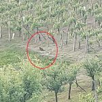 Preteklih 24 FOTO: Lendavski policisti prejeli prijavo o domnevni Pumi, ki se giba na območju Lendave. Previdnost ne bo odveč!