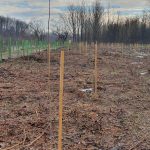 Hetiška moška in ženska narodna noša uvrščena v Zakladnico madžarskih vrednot ter pridobitev naziva Izjemna narodna vrednota Projekt Natura Mura: Pričeli so z obnovo gozdnih habitatov