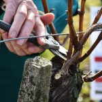 Participativni proračun: Občina Lendava že zbira predloge VIDEO, FOTO: Blažev rez v vinogradu Ivana Paušiča v Čentibi