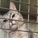 Današnji maraton nadzora hitrosti: Preverite, kje v Pomurju bodo na vas poostreno prežali policisti! S sterilizacijo mačk in kastracijo mačkov preprečimo razmnoževanje in bedo potepuških mačk