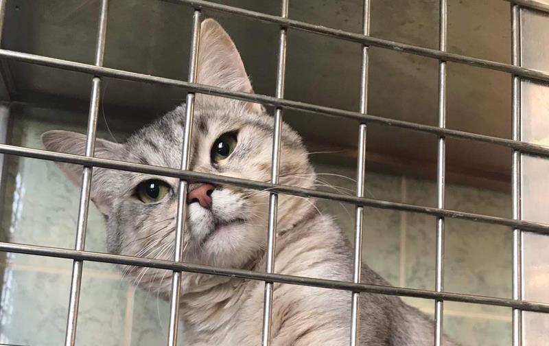 Veterinarji opozarjajo: Pogosta napaka, ki je za vašo mačko lahko usodna