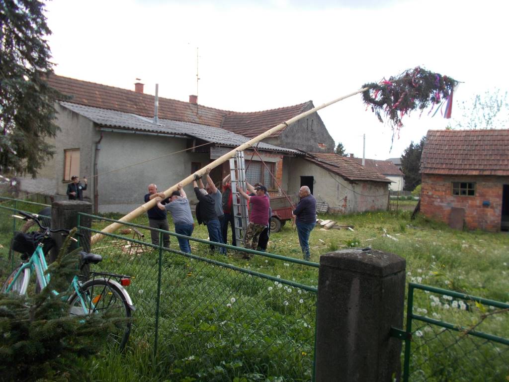 FOTO: Postavitev mlaja in kresovanje v Petišovcih FOTO: Postavitev mlaja in kresovanje v Petišovcih