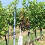 Preteklih 24 Vinogradniki, v teh dneh fitosanitarni pregledniki začenjajo s pregledi vinogradov za zlato trsno rumenico!