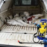 Preteklih 24 FOTO: Lakoška gramoznica: Ptičja gripa kriva za smrt 23 labodov. Tam smo bili tudi mi