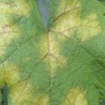 Preteklih 24 Vinogradniki pozor! V vinogradih že lahko pride do prvih okužb s peronosporo vinske trte