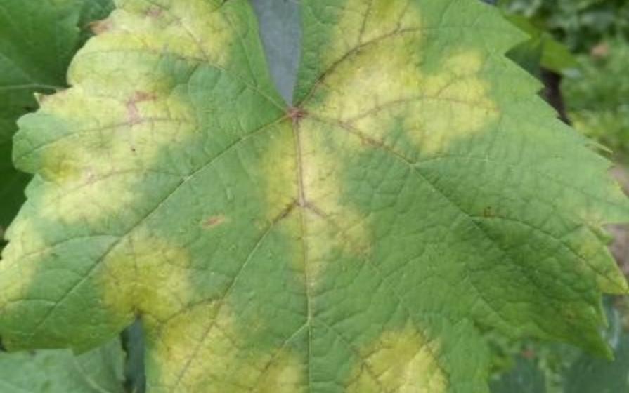 Vinogradniki, zaradi minulih in prihajajočih padavin se je zelo povečala nevarnost peronospore vinske trte