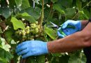 Zorenje grozdja letos pospešeno: Vinogradnike čaka skrbna priprava na trgatev