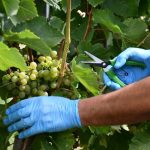 Na Goričkem neposreden nadzor nad upoštevanjem predpisov in bontona pri nabiranju gob FOTO: Tudi letos obrali vinske trte v Miškovih goricah