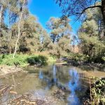 Ukrepi obnove rečnih rokavov na območjih Natura 2000: Rokavi reke Mure ponovno zaživeli