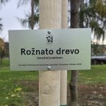 Kobilje: Ob minulem rožnatem oktobru zasadili drevo kanadski judeževec