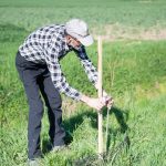 FOTO: Čebelarsko društvo Lendava poskrbelo za zasaditev lip med Petišovci in Benico