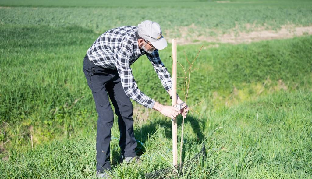 FOTO: Čebelarsko društvo Lendava poskrbelo za zasaditev lip med Petišovci in Benico FOTO: Čebelarsko društvo Lendava poskrbelo za zasaditev lip med Petišovci in Benico