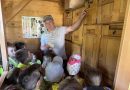 FOTO: Dan odprtih vrat Čebelarskega društva Lendava