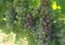 Vinogradnike opozarjajo na povečano nevarnost sončnih ožigov na grozdju