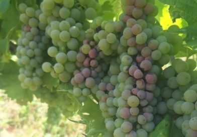 Vinogradnike opozarjajo na povečano nevarnost sončnih ožigov na grozdju
