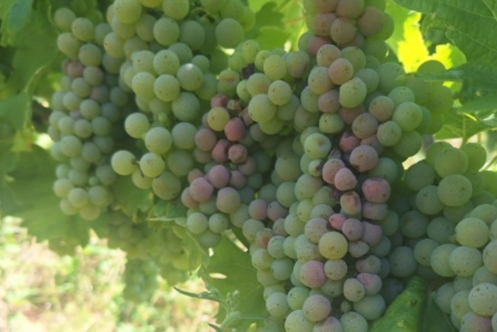Vinogradnike opozarjajo na povečano nevarnost sončnih ožigov na grozdju