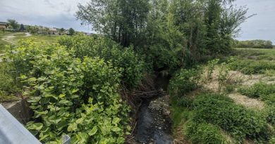 Na Goričkem odkrili več kot 170 rastišč invazivne rastline: Največja površina presega 9.500 kvadratnih metrov