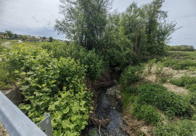 Na Goričkem odkrili več kot 170 rastišč invazivne rastline: Največja površina presega 9.500 kvadratnih metrov