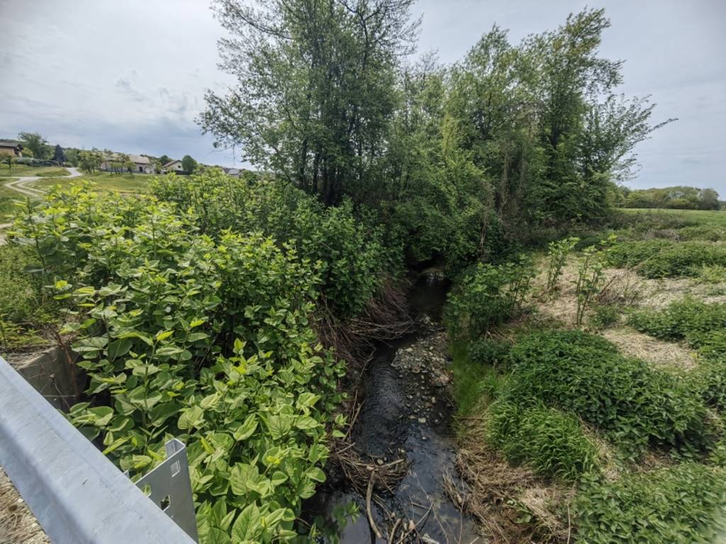 Na Goričkem odkrili več kot 170 rastišč invazivne rastline: Največja površina presega 9.500 kvadratnih metrov