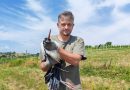 V Budincih rešili oslabelo štorkljo, po okrevanju se bo vrnila v naravo