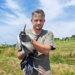 V Budincih rešili oslabelo štorkljo, po okrevanju se bo vrnila v naravo