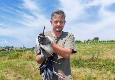 V Budincih rešili oslabelo štorkljo, po okrevanju se bo vrnila v naravo