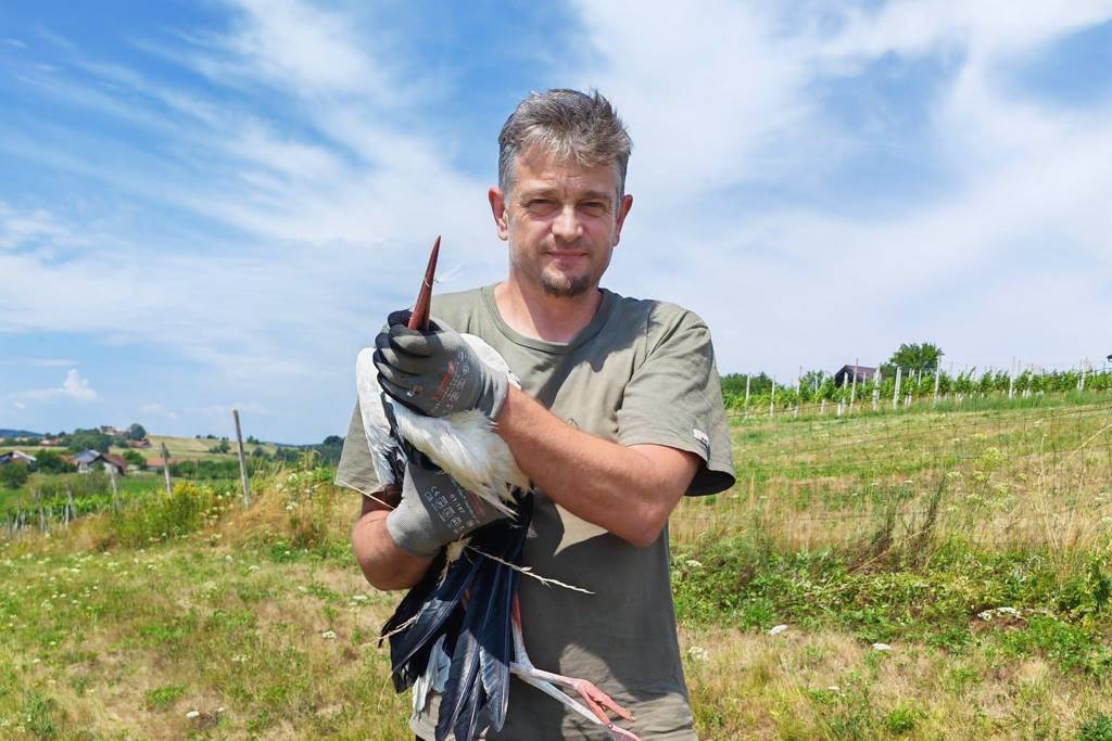 V Budincih rešili oslabelo štorkljo, po okrevanju se bo vrnila v naravo