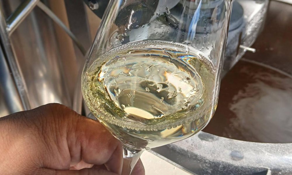 Mošt v vinskih kleteh po opravljenih trgatvah že intenzivno vre, letošnji letnik bo izziv za kletarje